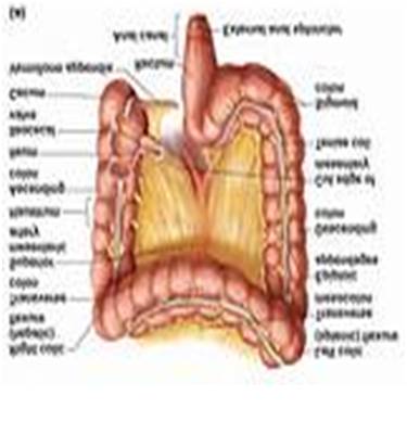 Structure of large Intestine, Movement,  function, Absorption & Secretion and faeces.